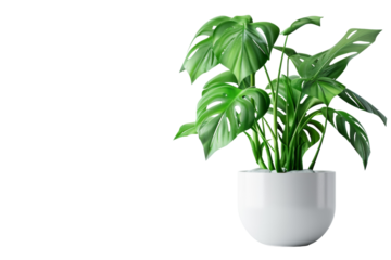 Artistic Desk Plants: Natural Accents for Your Workspace Isolated On Transparent Background
