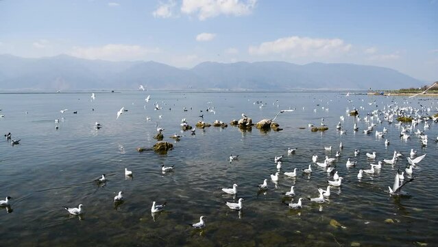 A group of red-billed gulls at Erhai Lake in Dali, Yunnan