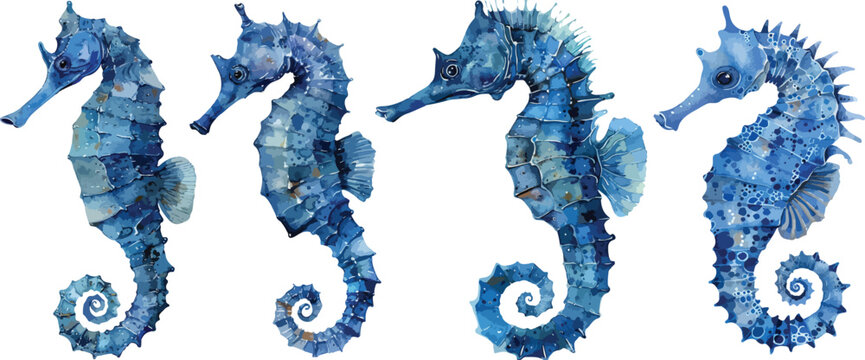 seahorse watercolor clipart
