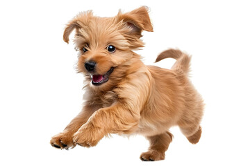 Playful puppy dog running, playing isolated on white background