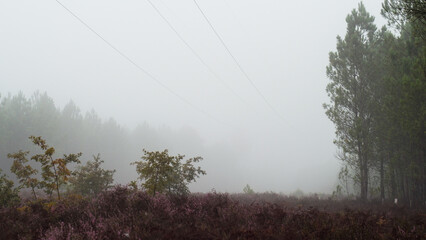 Forêt des Landes de Gascogne, sous un épais brouillard matinal