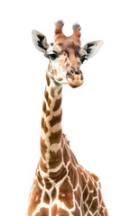 Giraffe Isolated on white background