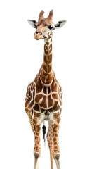 Fototapeta premium Giraffe Isolated on white background