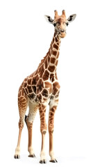 Giraffe Isolated on white background