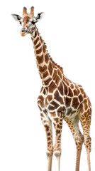 Giraffe Isolated on white background