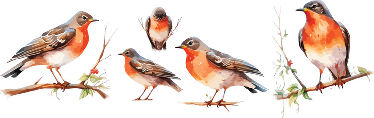 american robin bird watercolor clipart

