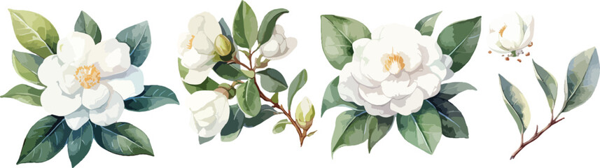 Obraz premium &nbsp;white camellia watercolor clipart 