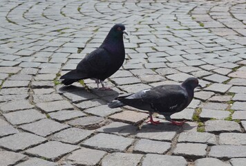 Tauben