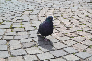 Tauben