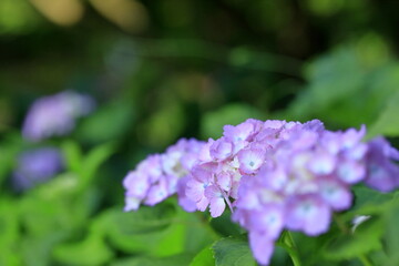 紫陽花