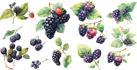  blackberry watercolor clipart
