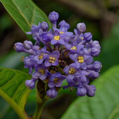 Amidst a sea of verdant foliage, a solitary blue hyacinth stands tall, its delicate petals unfurling like a cascade of cerulean silk.