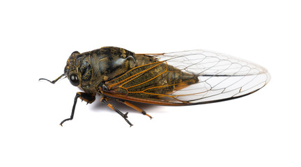 angle view black and gold cicadas on a white background