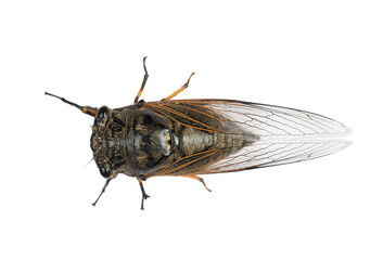 top view black and gold cicadas on a white background