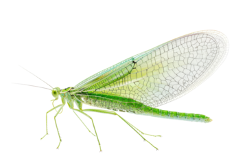 Green Lacewing Isolated On Transparent Background