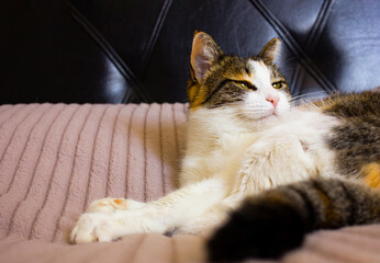 Tricolor domestic cat lies on a blanket and poses .Cat looks far away on bed. Furry tricolor adult cat.