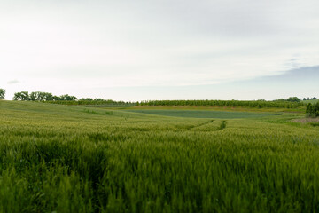 Fototapeta premium Summer landscape with a field of green wheat.