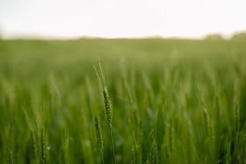 Green barley field. Close up. 