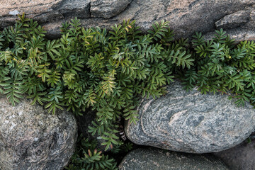 Lush Green Plants Growing Between Smooth Coastal Rocks