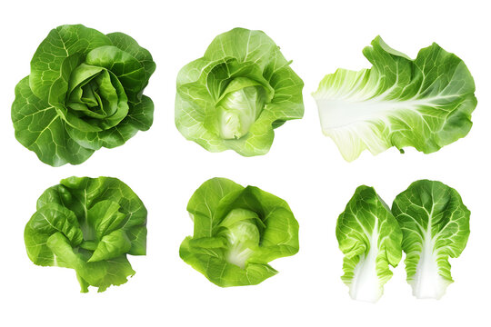 Set with leaves of butter lettuce isolated on white