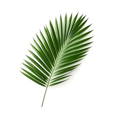 Photo of Green Palm Leaf on White Background