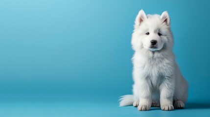 A playful Samoyed puppy sitting on a solid soft blue background with space above for text