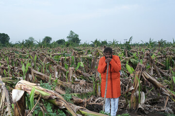  Indian Farmer Surveying Crop Destruction After Natural Disaster.