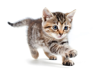 Obraz premium Playful kitten, running, playing isolated over white background