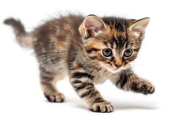 Playful kitten, running, playing isolated over white background