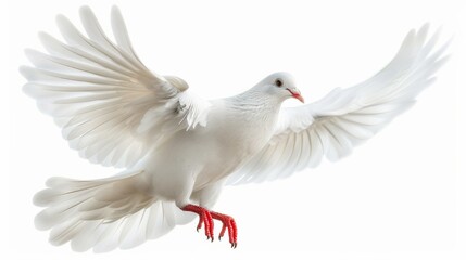 Fototapeta premium A graceful white dove in flight, wings wide spread and isolated on a transparent background.