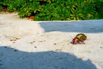 Struglling hermitcrab on a beach of Maldives
