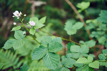  Jeżyna popielica, Rubus caesius L.