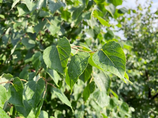 wet green foliage after rain
