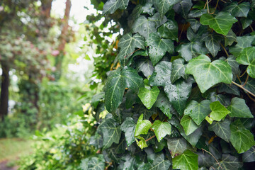 Bluszcz, Hedera L.
