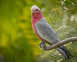 A cute pink and grey parrot called a Galah perched on a small branch in a suburban garden against a blurred background on the Gold Coast in Queensland, Australia.