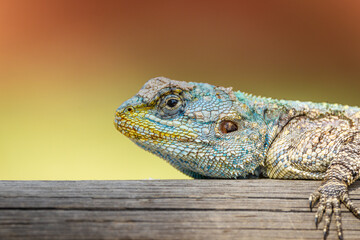 A portrait of a blue headed tree agama lizard sunning itself on a horizontal fence pole and seen against a blurred background on a farm in the Magaliesberg in South Africa.