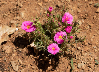 Moss rose (Portulaca grandiflora), a fast-growing annual plant blooming pink flowers
