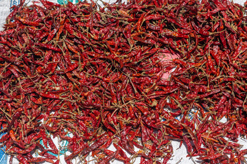 Fototapeta premium Red chili pepper eating vegetable kept in the sunlight for drying. Raw chilli pepper spice cooking ingredient kept for food preparation