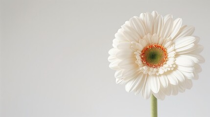 A single flower with a clean, minimal design, isolated against a white backdrop to emphasize its natural beauty and intricate details