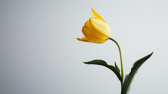 A solitary, minimalistic flower image without a background, showcasing the simplicity and elegance of its petals and foliage