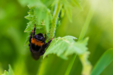 Eine schwarze Hummel sucht nach Nahrung