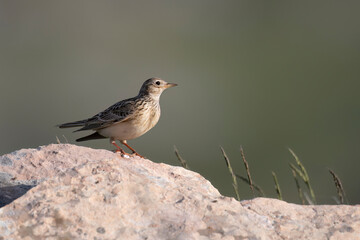 Eurasian Skylark (Alauda arvensis), mountain breeding bird, Abruzzo, italy.