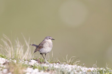 Flora and fauna of high altitude, the water pipit (Anthus spinoletta)  passerine bird which breeds in the mountains of Southern Europe.