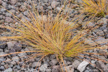 Bulbostylis capillaris is a species of sedge known by the common names densetuft hairsedge and threadleaf beakseed.  Hawaii Volcanoes National Park, Kilauea Overlook