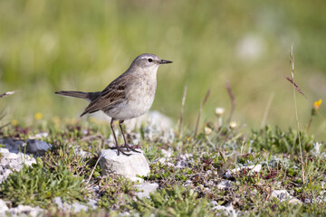 Flora and fauna of high altitude, the water pipit (Anthus spinoletta)  passerine bird which breeds in the mountains of Southern Europe.