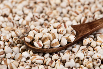 Job's tears  closed up texture and background