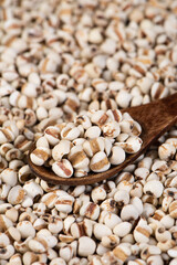 Job's tears  closed up texture and background