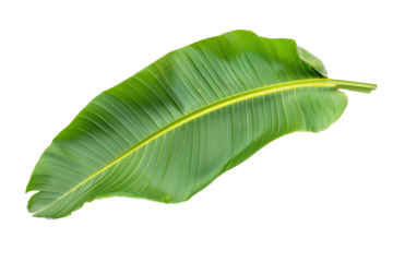 Fresh green banana leaves on white background.