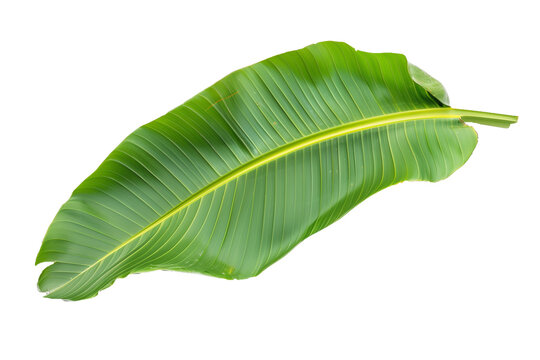 Fresh green banana leaves on white background.