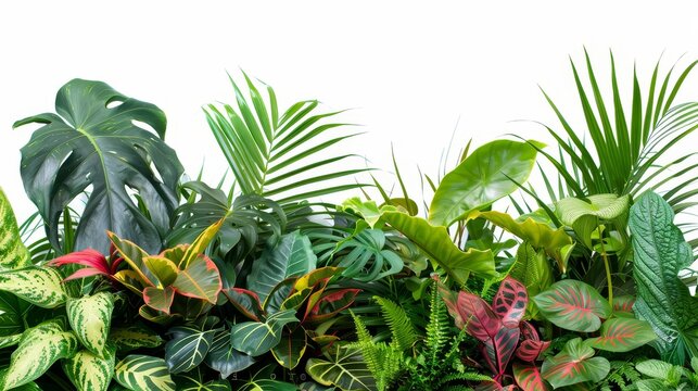 Tropical plants border with copy space - A vibrant collection of tropical plants forming a lower border with ample copy space above for text or imagery